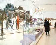 People move around a gallery of dinosaur skeletons.