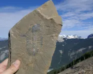 Fossil being held up