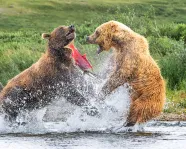 Two bears fight over a salmon