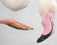Detail of a claw and head of a flamingo on a light grey background.
