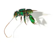 Euglossa imperialis (Imperial Orchid Bee)