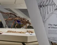 View of dinosaur gallery showing platform with two dinosaur skeletons fighting.