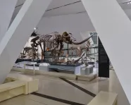 skeleton of a mammoth visible through building pillars