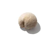 Brain coral specimen on a white background