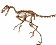 image of a dromaeosauridae skeleton