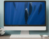 L'écran d'un ordinateur de bureau affiche des baleines nageant à la verticale dans l'eau