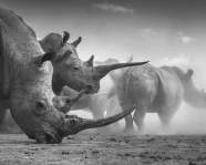 Monochromatic image, taken at ground level, of two rhinos in the foreground partially obscuring several more through a dusty background.