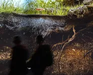 Des personnes devant un écran qui montre une vue souterraine des racines qui poussent dans la terre.