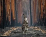 An eastern grey kangaroo and her joey who survived the forest fires in Mallacoota
