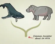 Whales and hippos share a common ancestor. Photo by: http://www.statedclearly.com/
