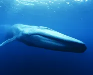 whale from Out of the Depths: The Blue Whale Story