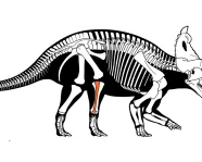 Illustration of dinosaur skeleton.