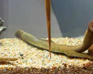 Lamprey in tank.