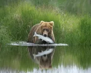 Photographe de la vie sauvage de l'année 2020