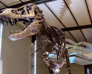 Dinosaur