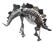 Fossil skeleton of the the dinosaur stegosaurus.

