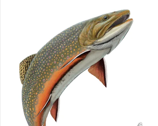 Couverture du livre A Field Guide to Freshwater Fishes (Guide de terrain pour les poissons d'eau douce)