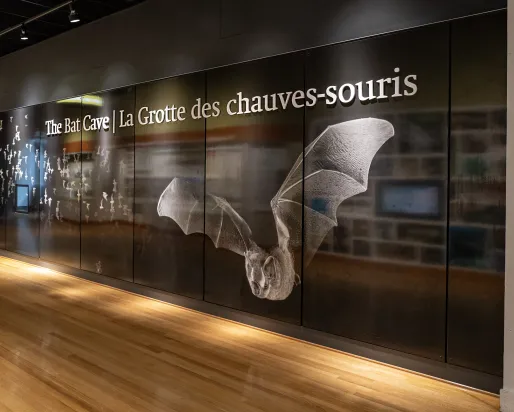 Mur et entrée de la galerie de la grotte des chauves-souris