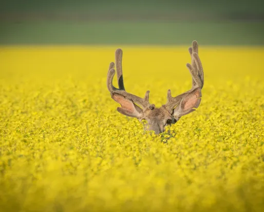 Gagnant du grand prix #ROMwpyON : Hiding © Yaron Eini