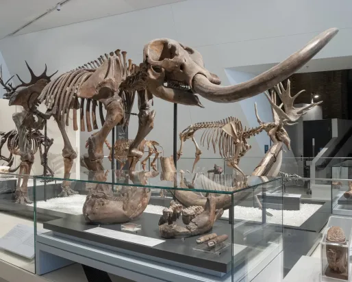 Dinosaur skeleton