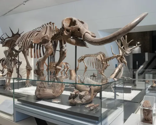 Squelette de dinosaure