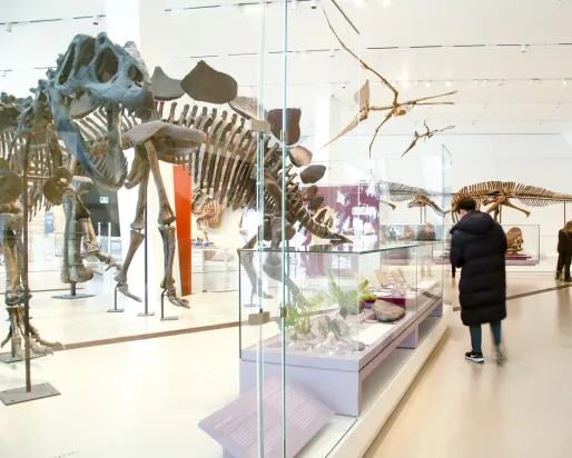 People move around a gallery of dinosaur skeletons.