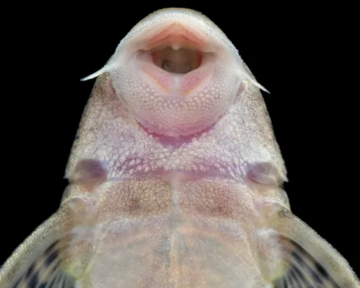Poisson ventouse