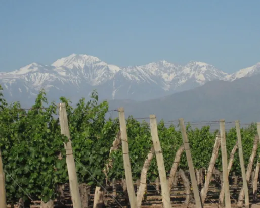 Argentina Mendoza Vineyards