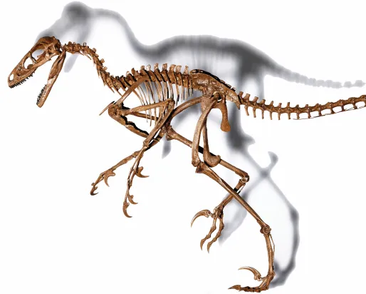 Dromaeosaurid skeleton