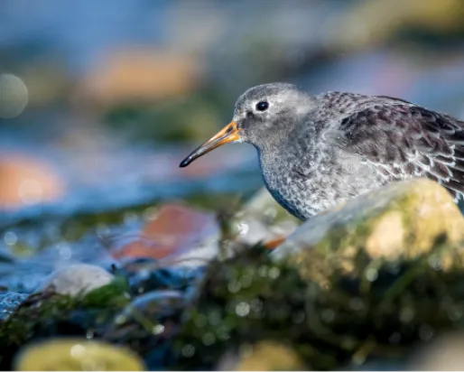 Bécasseau violet. Avec l'aimable autorisation d'Ankur Khurana. 