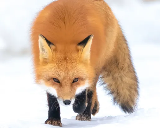 Fox Algonquin