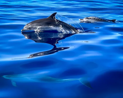 Dolphin