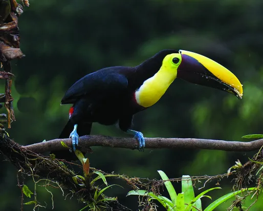 Toucan dans un arbre