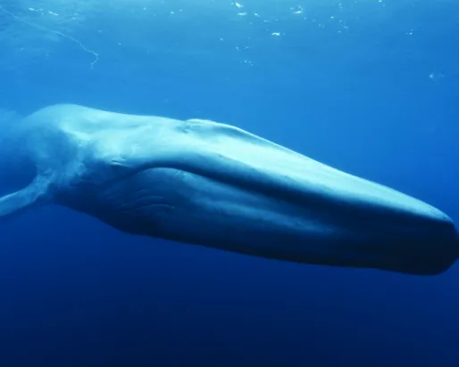 A whale in the deep blue ocean