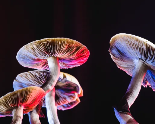 Colourful mushrooms with a black background to show it's vibrancy.
