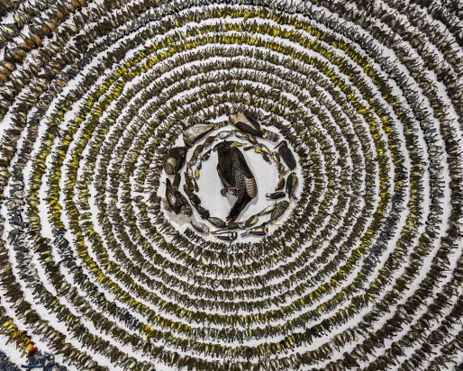 Birds arranged on the floor.