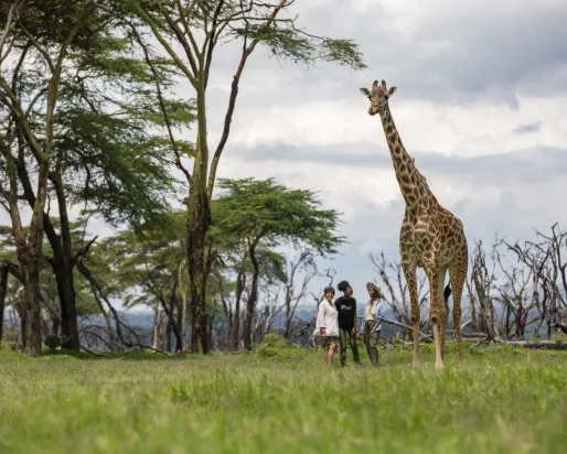 A giraffe standing tall in a large green field