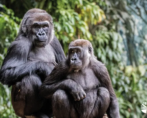 2 chimpanzee at Toronto Zoo