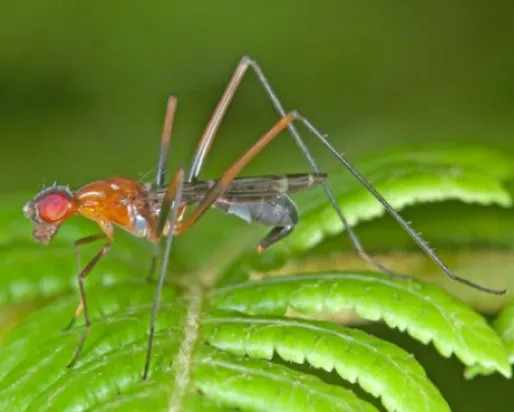 Insect on a leaf