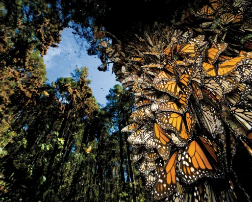 A cluster of monarch butterflies covering a tree trunk, with more flying through a sunlit forest.