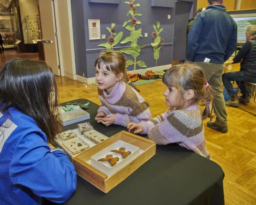 Two children and a ROM volunteer interacting with a tabletop display of butterflies and moths. 