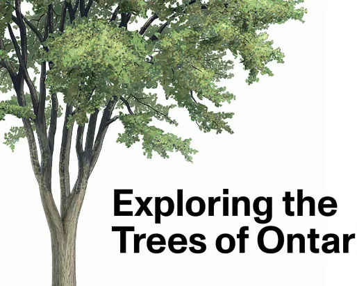 Exploring the Trees of Ontario