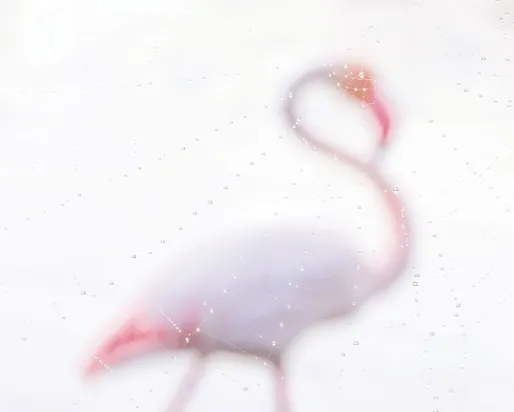 A photo of a flamingo behind dew 