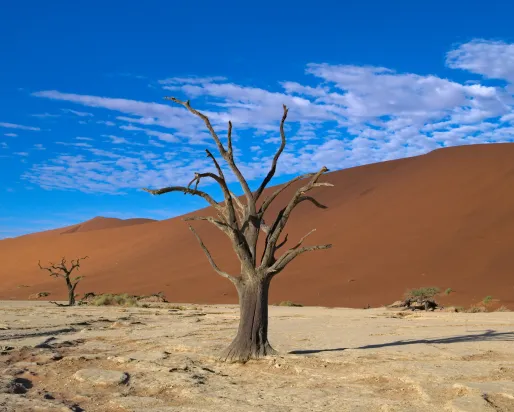 : Deadvlei Daniel Kraft Wikimedia Creative Commons Attribution-Share Alike 3.0 © Daniel Kraft, 2019.