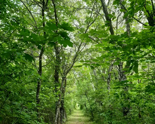 Trees along path at Turkey point 