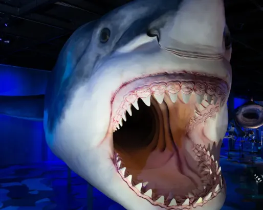 Close-up view of a life-sized Megalodon shark model with its mouth wide open, displaying multiple rows of sharp teeth, in a dark, blue-lit museum exhibit.