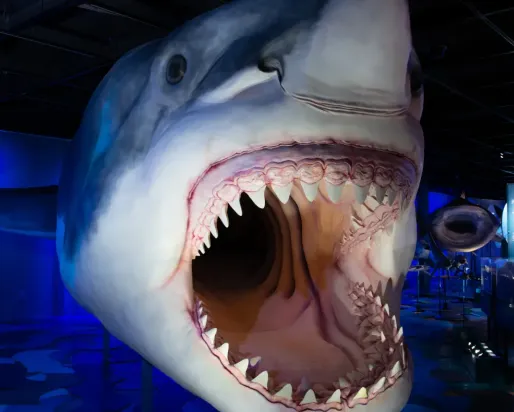 Close-up view of a life-sized Megalodon shark model with its mouth wide open, displaying multiple rows of sharp teeth, in a dark, blue-lit museum exhibit.