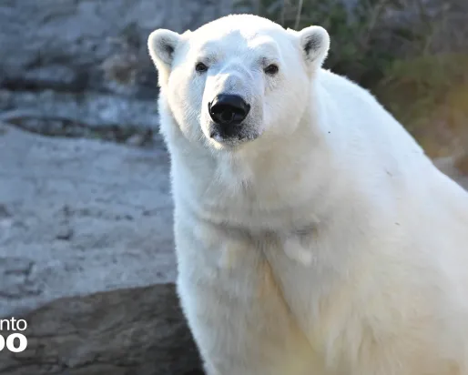 White polar bear