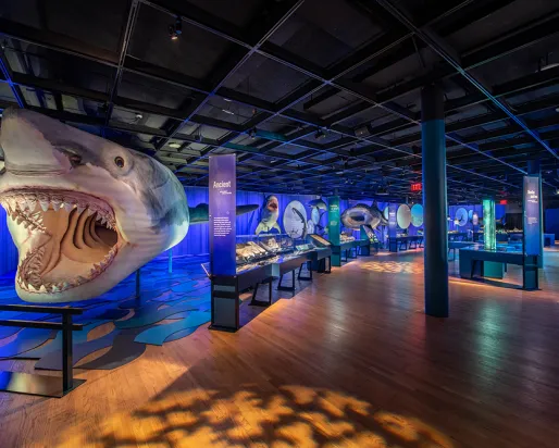 Megalodon Megalodon model in Sharks exhibition
