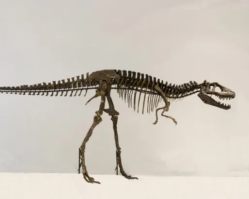 Albertosaurus